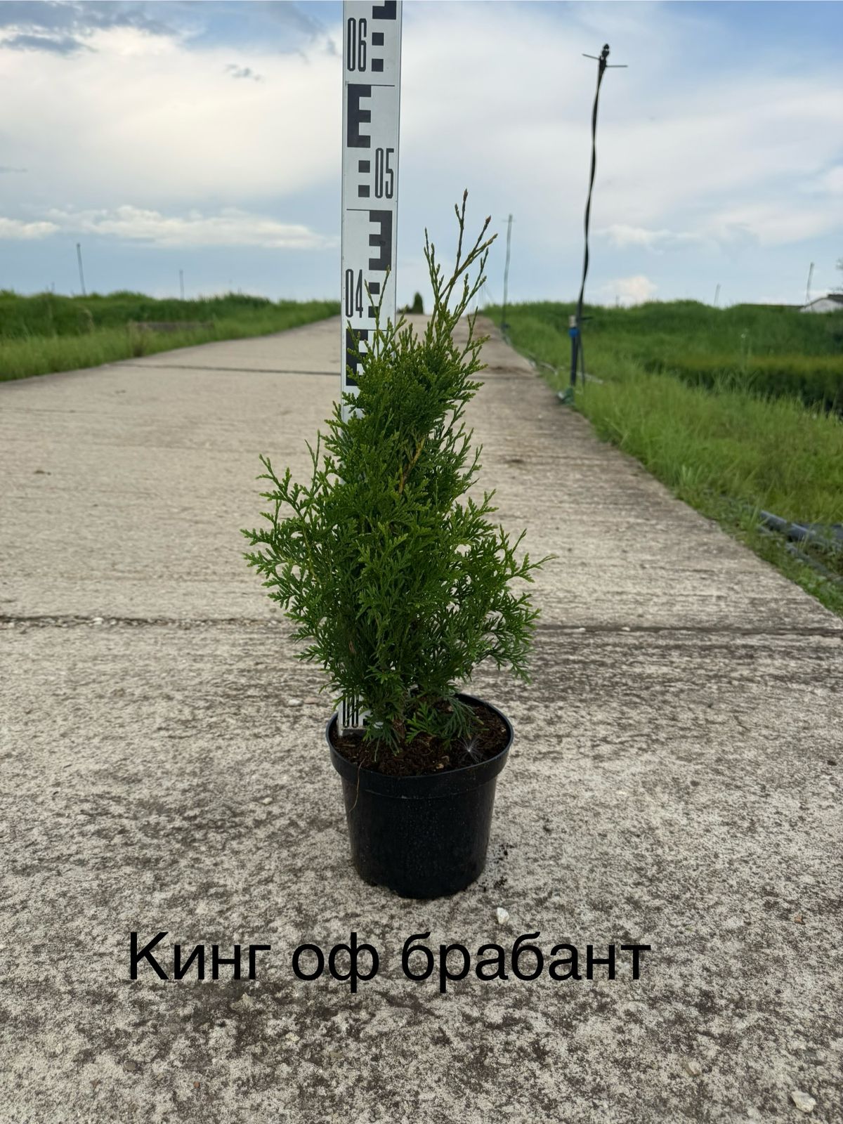 Кинг оф Брабант