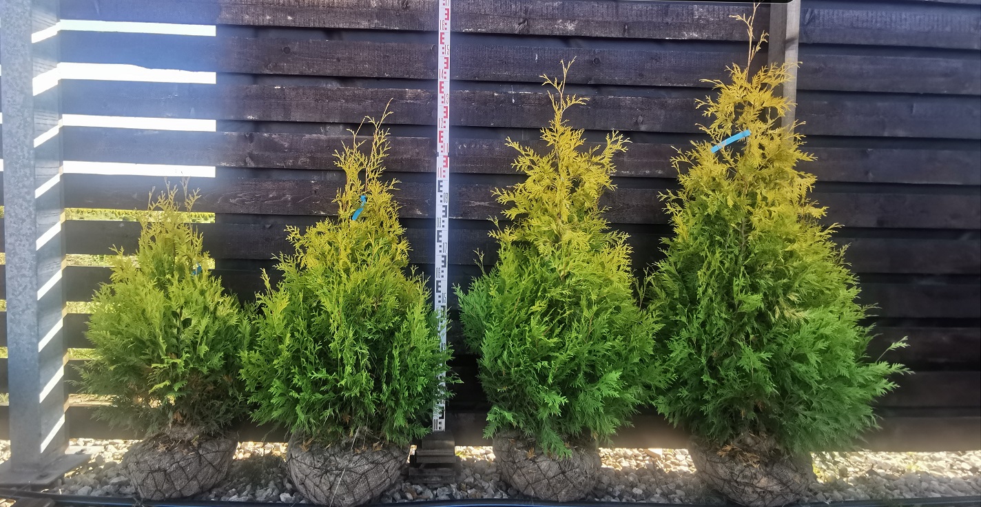 Туя Еллоу Риббон